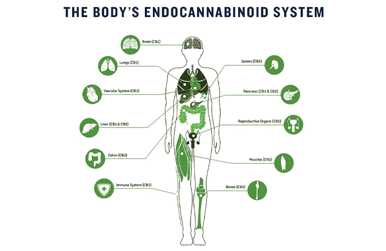 Endocannabinoid System